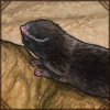 Palestinian Mole Rat