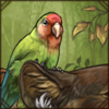 Bundle of Lovebirds [Peach-Faced]