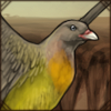 Pemba Green Pigeon