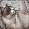 Playful Ragdoll Cat
