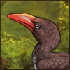 Red-Billed Dwarf Hornbill
