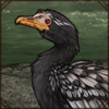 Reed Cormorant