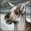 Reindeer Calf