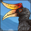 [GE - Malaysia] Rhinoceros Hornbill
