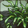 Ribbon Fern