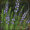 Rosemary