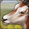 Scimitar Oryx