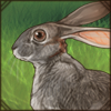 Scrub Hare