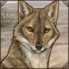 [GE - Vietnam] Siamese Jackal