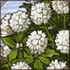 Small Snowball Plant