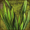 Snake Plant