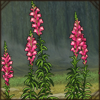 Common Snapdragon