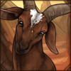 Somali Goat Doe