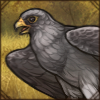 Sooty Falcon