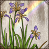 Stinking Iris