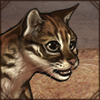 [GE - Java] Sunda Leopard Cat