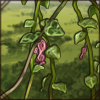 Sweetheart Vine