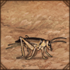 Tobacco Cricket
