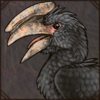 Trumpeter Hornbill