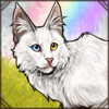 Purring Turkish Angora