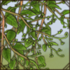 Helinus integrifolius