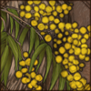 Wattle Branch