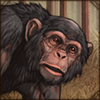 Western Chimpanzee