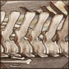 Whale Skeleton Pieces