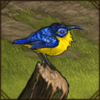 Yellow-Bellied Sunbird-Asity
