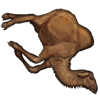 Camel Carcass
