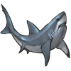 Shark Carcass