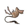 Jerboa Carcass