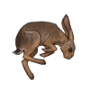 Hare Carcass