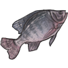 Nommable Fish