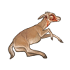 Scimitar Oryx Calf Carcass