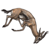 Speke's Gazelle Carcass