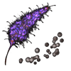 Chasteberry