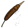 Cape Bulrush